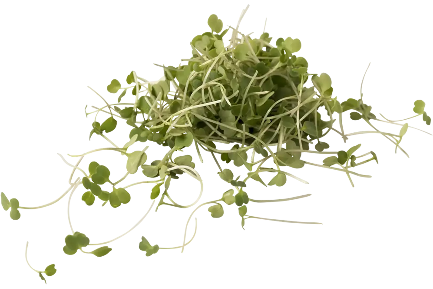 Micro rocket salad 25gr. stuk 1