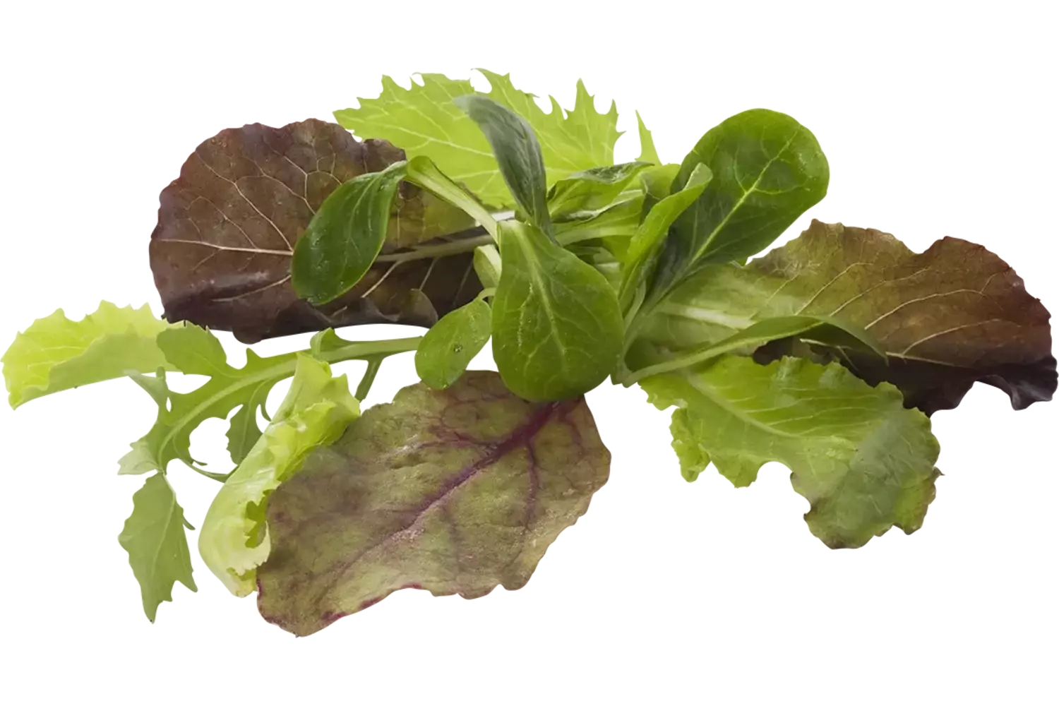 Babyleaf gewassen 250gr stuk 1