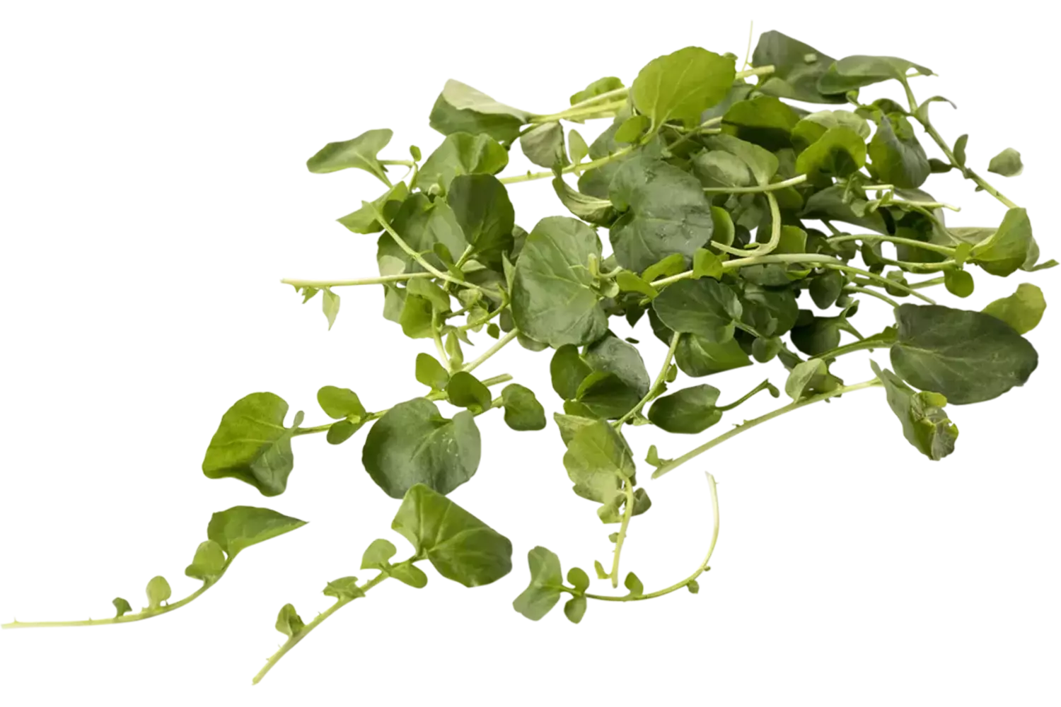 Landcress 250gr stuk 1