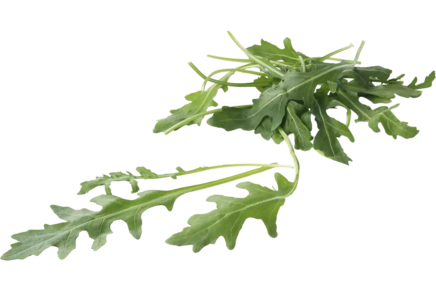 BIO Rucola kist 1 kilogram 1