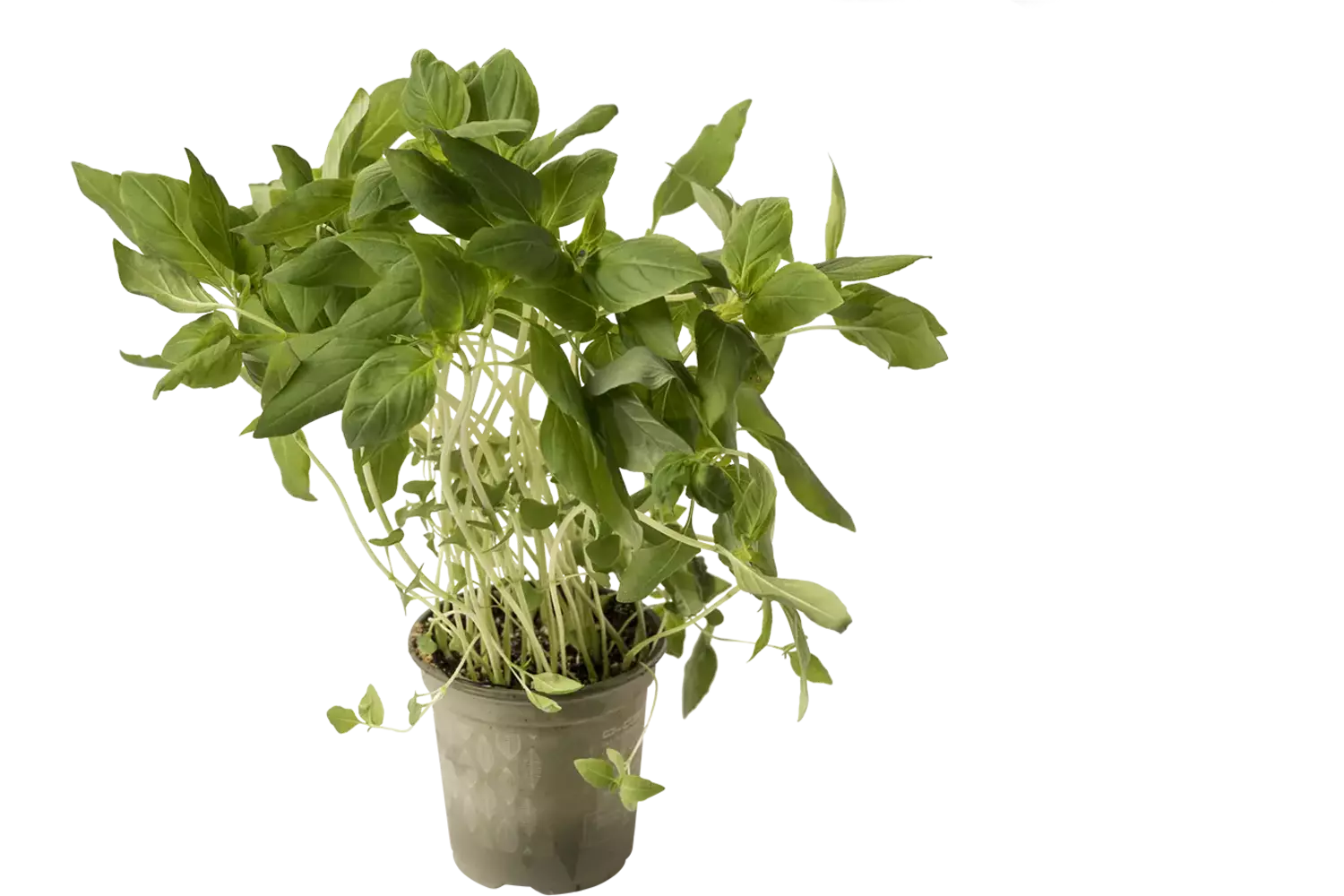 BIO Thaise basilicum in pot doos 2st stuk 1