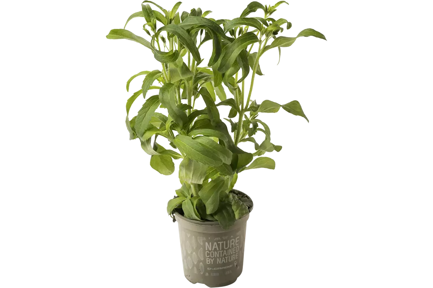 BIO Stevia in pot doos 2st stuk 1