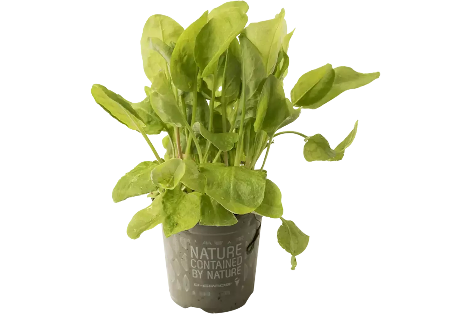 BIO Zuring groen in pot doos 2st stuk 1