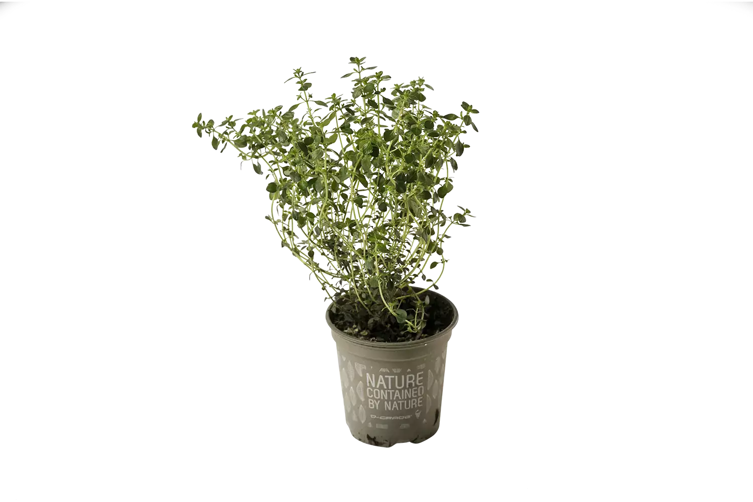 BIO Citroenthijm in pot doos 2st stuk 1