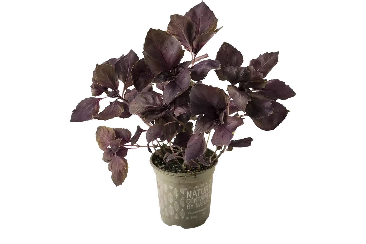 BIO basilicum rood in pot doos 2st stuk 1