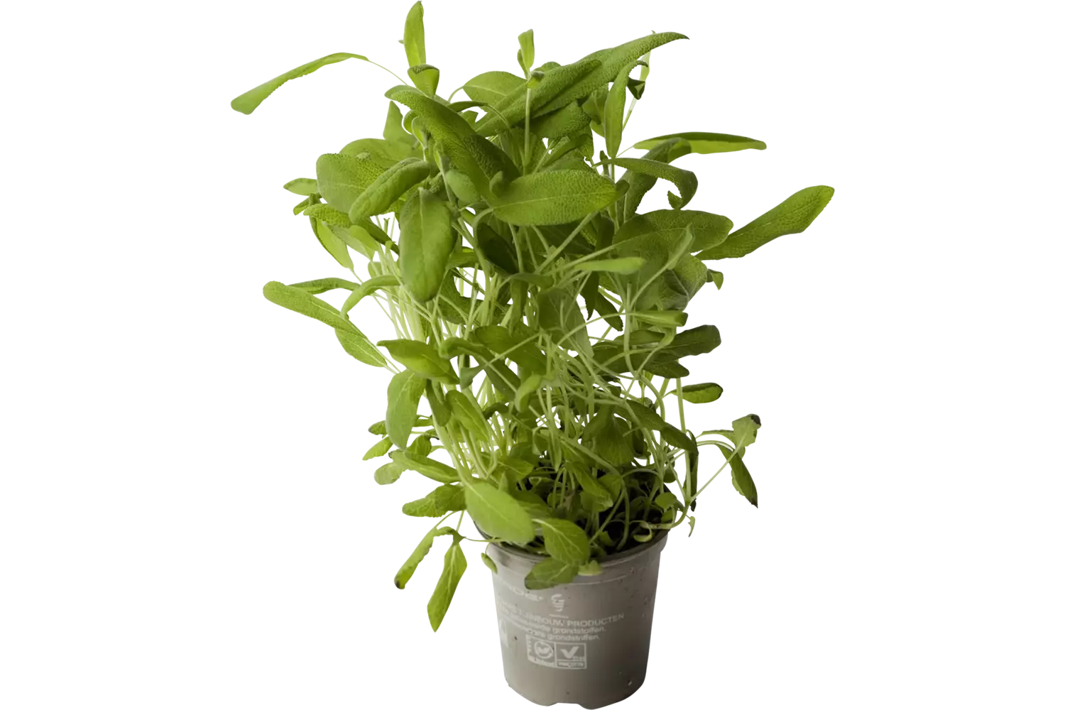 BIO Salie in pot doos 2st stuk 1
