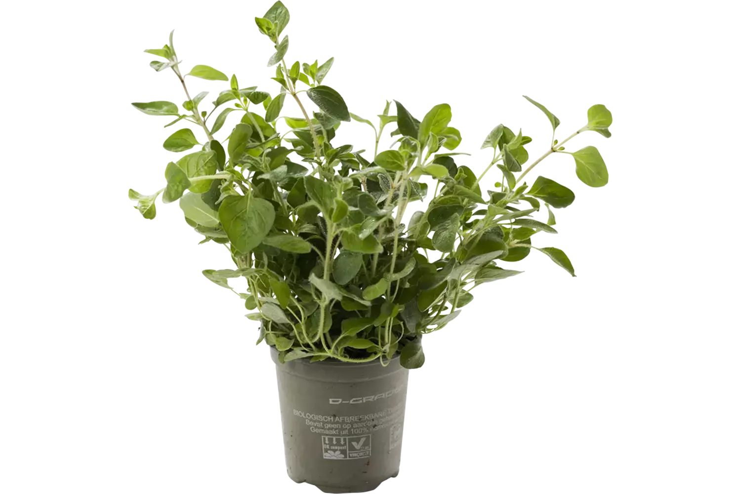 BIO Oregano in pot doos 2st stuk 1