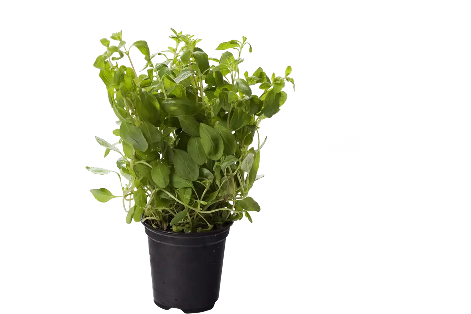 BIO Marjolein in pot doos 2st stuk 1