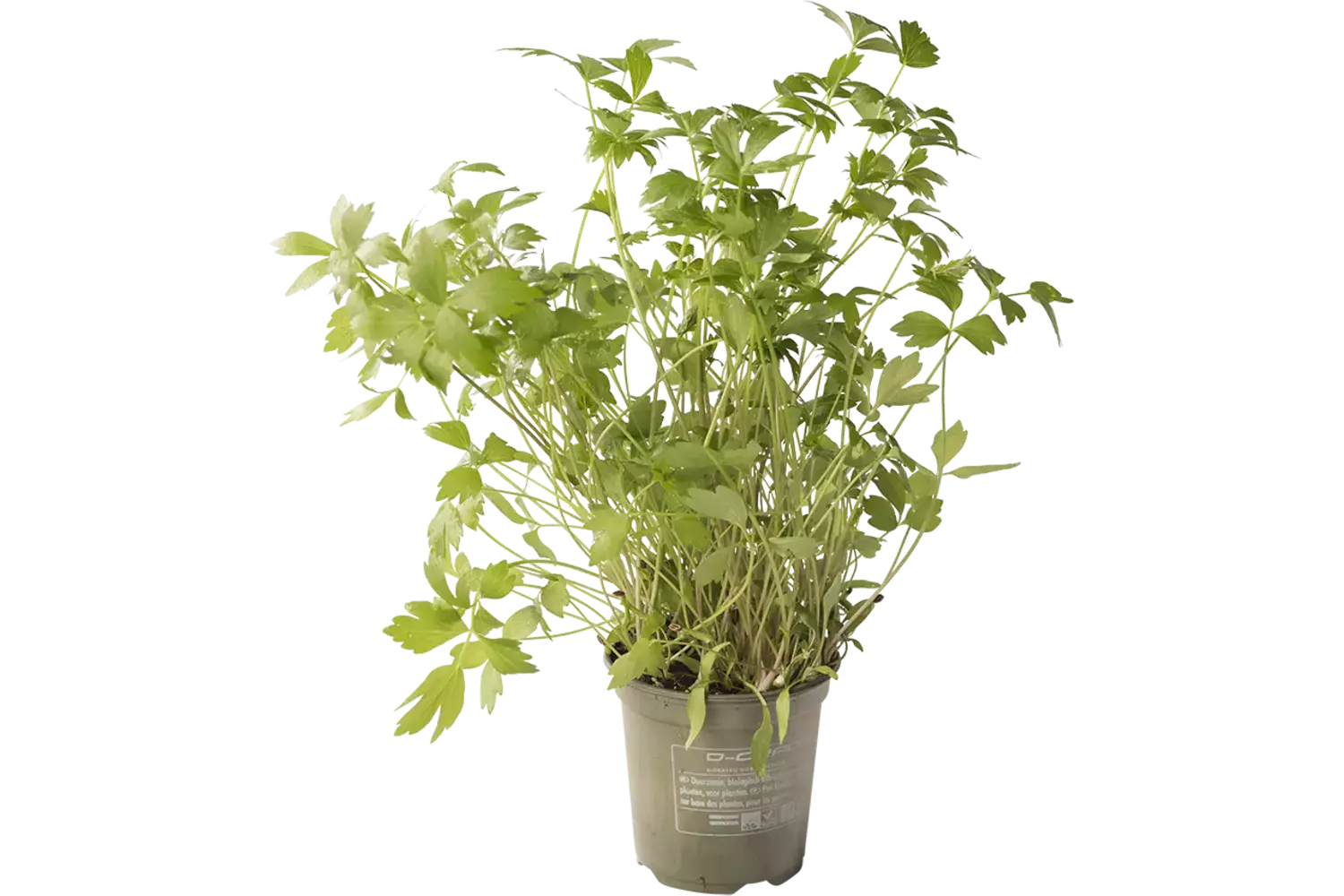 BIO Lavas-maggi in pot doos 2st stuk 1