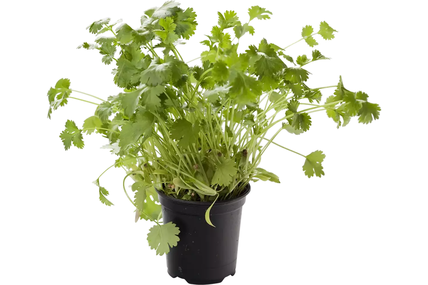 BIO Koriander in pot doos 2st stuk 1
