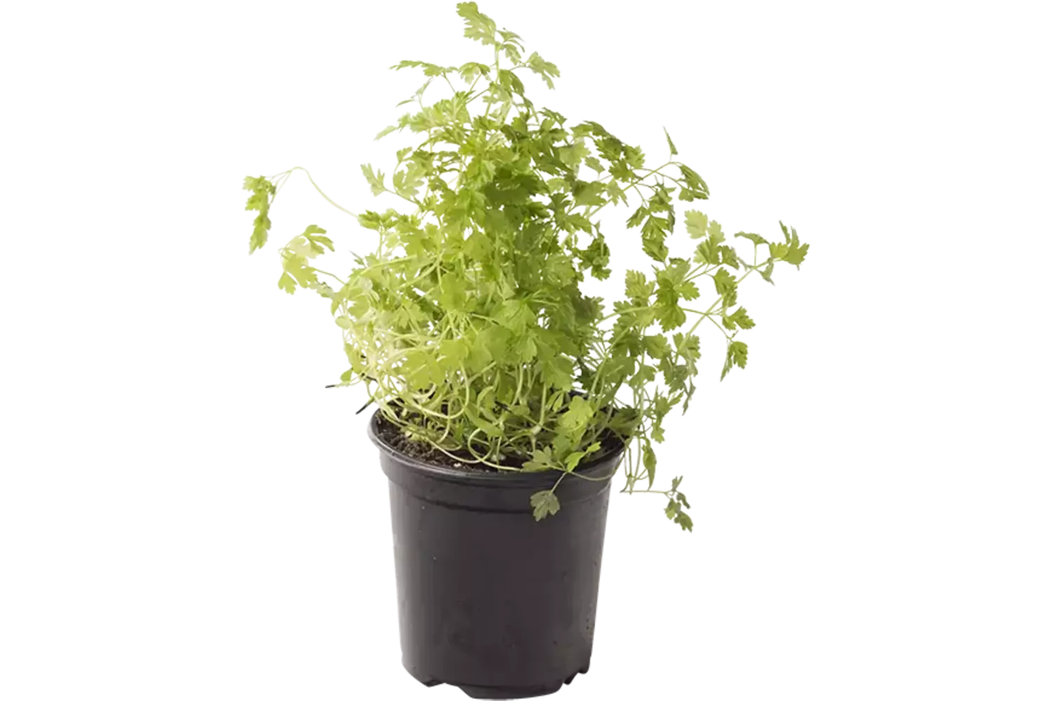 BIO Kervel in pot doos 2st stuk 1