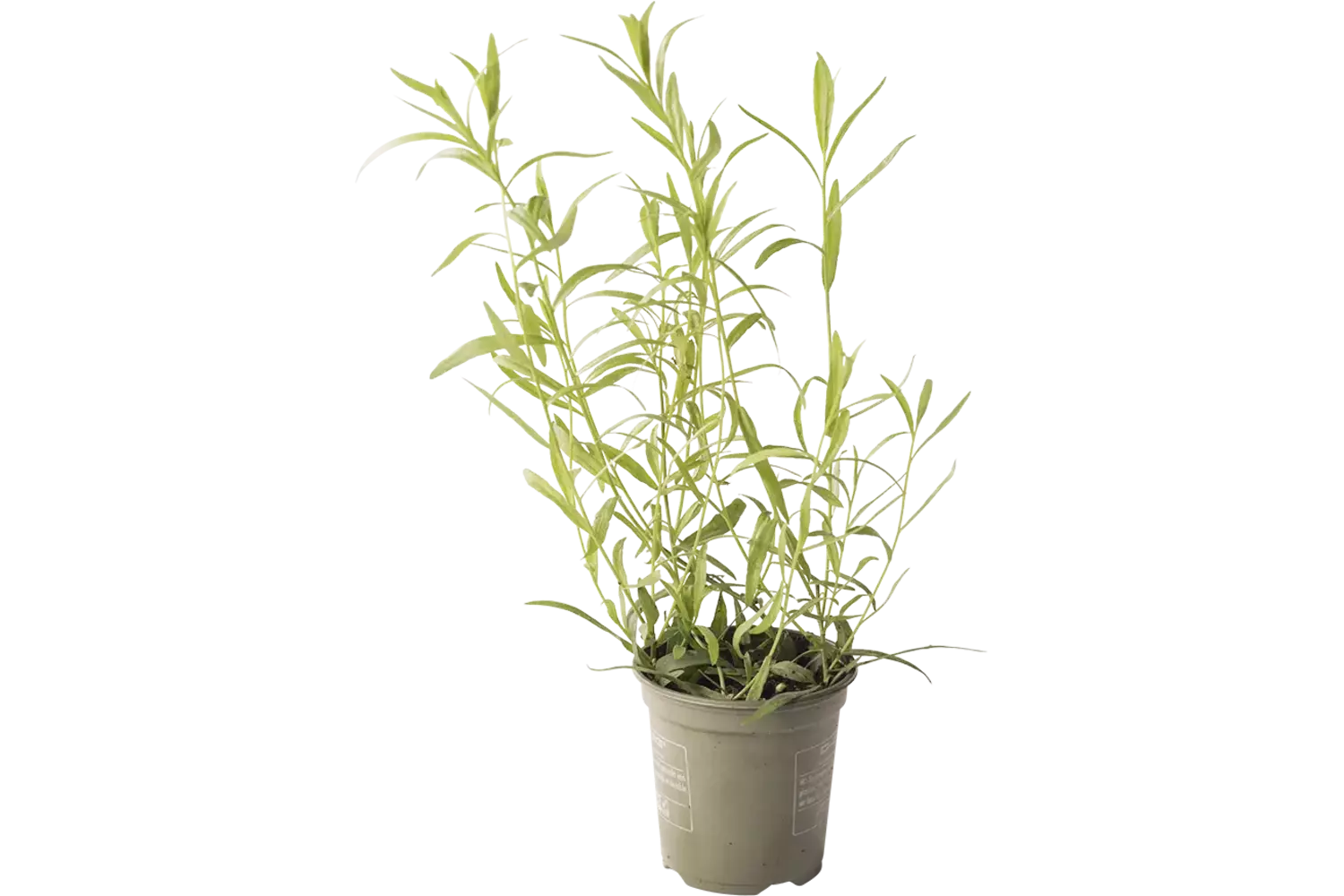 BIO Dragon in pot doos 2st stuk 1