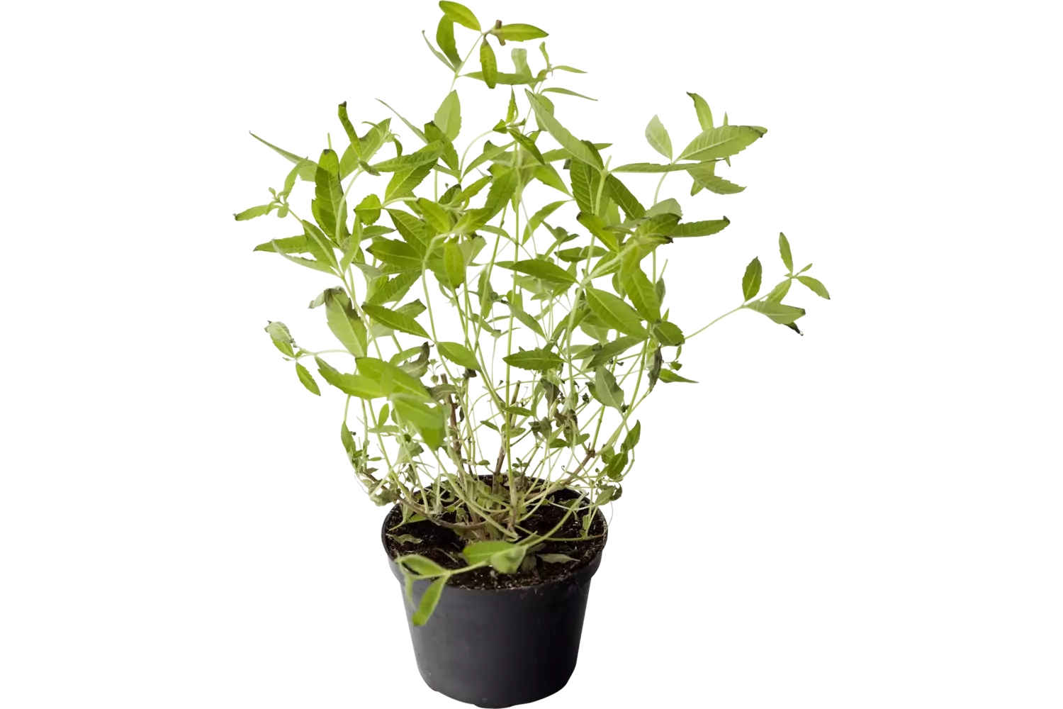 BIO Citroen Verbena in pot doos 2st stuk 1