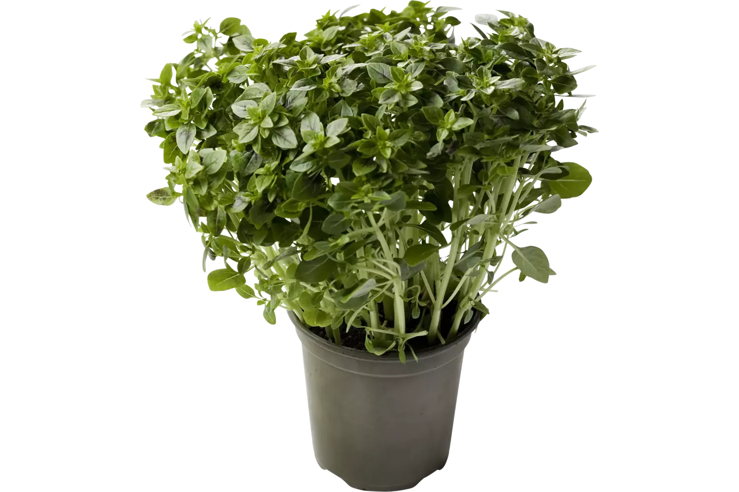 Basilicum fijn in pot doos 2st stuk 1