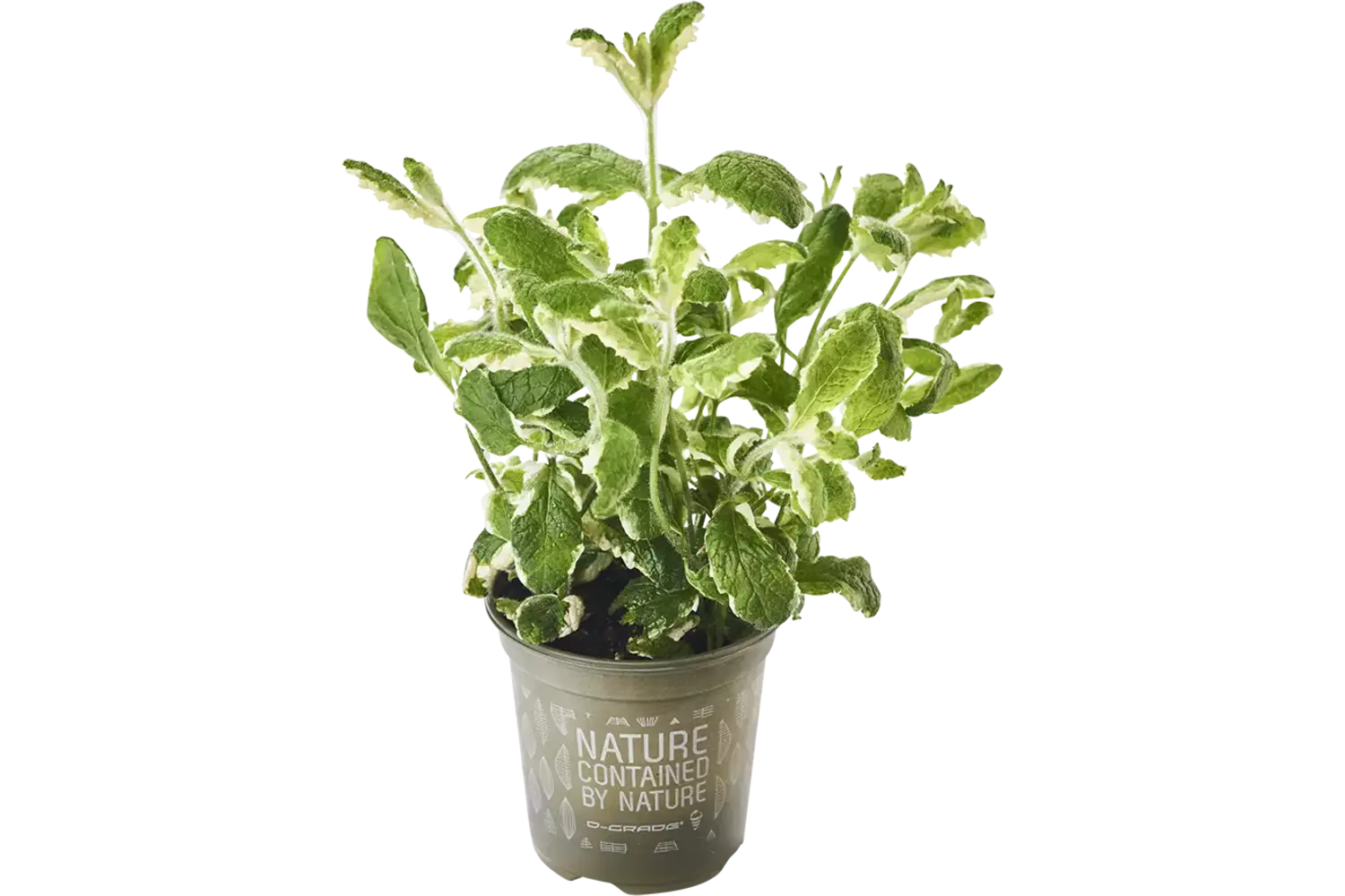 BIO Ananas munt in pot doos 2st stuk 1