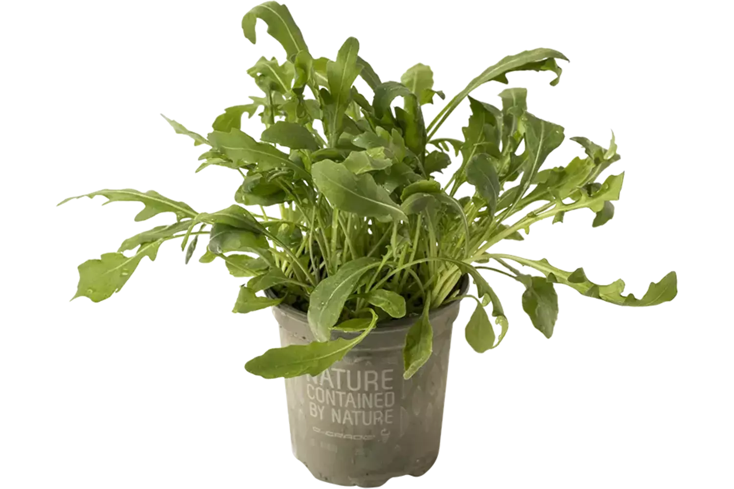 BIO Rucola in pot doos 2st stuk 1