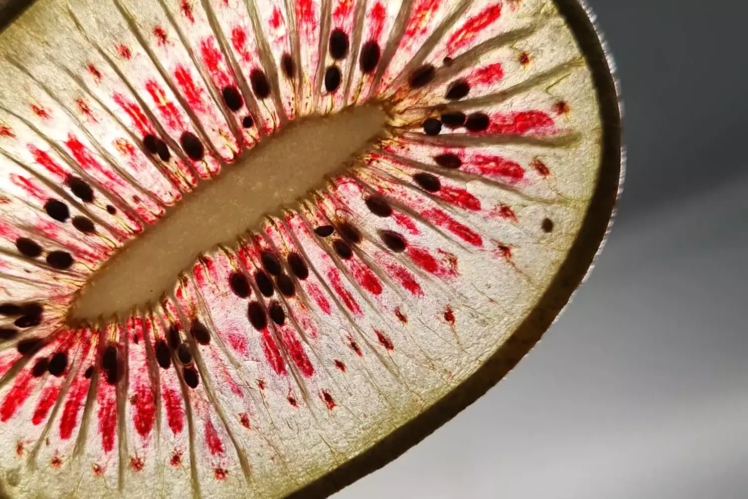 Gedr. rode kiwi schijfjes 80-120st stuk 3