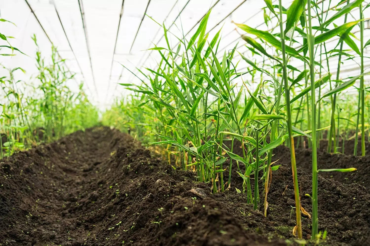 Gember vers verpakt 1kg stuk 2